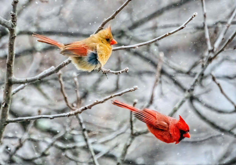 Ohio Wild Birds