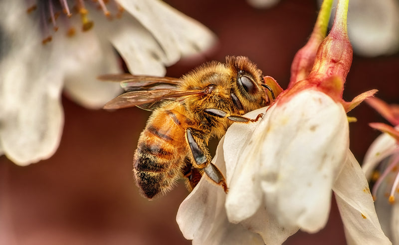 Spring Macro Adventures