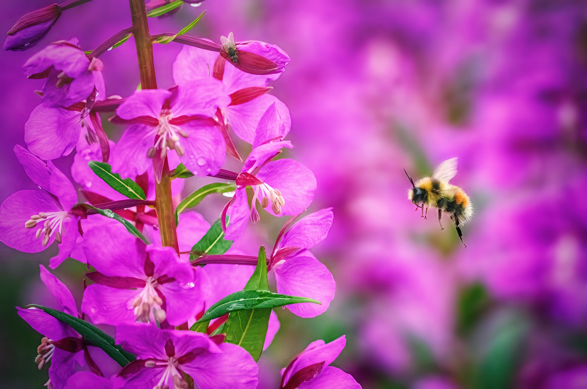 Fireweed Fields