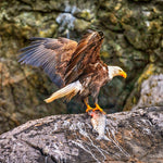Eagle Fare