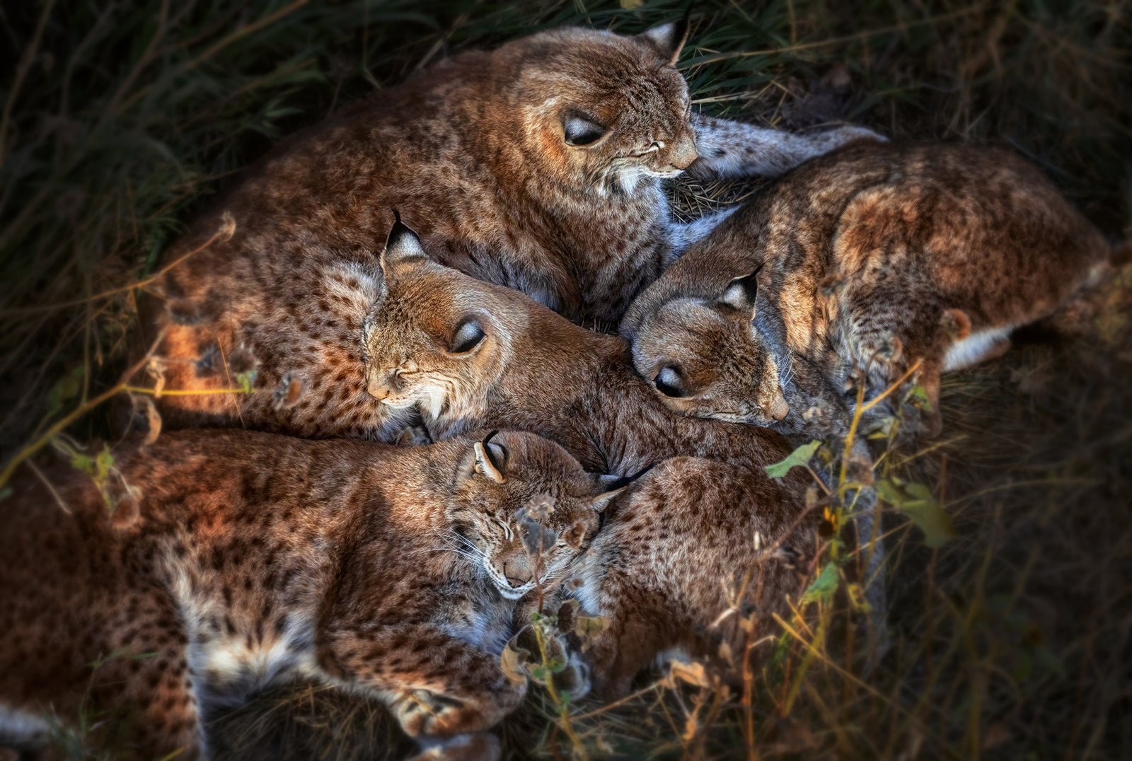 Lynx Snuggle