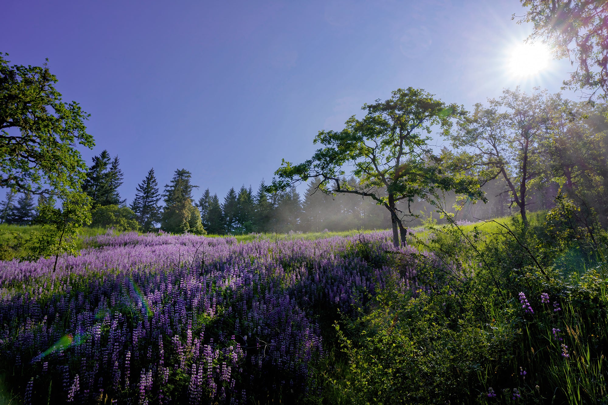 Lupine Meadows Superbloom