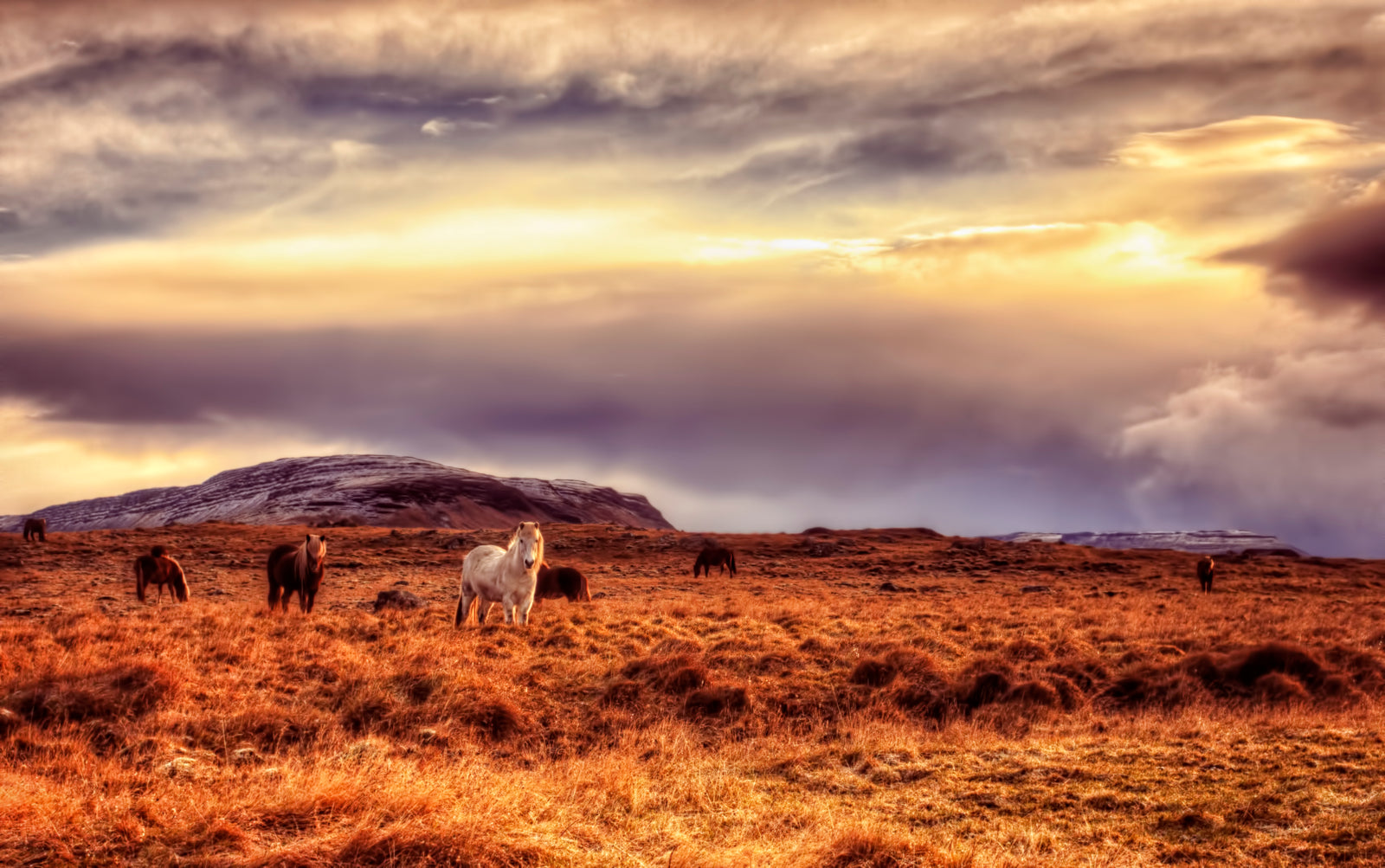 Wild Icelandic Horses
