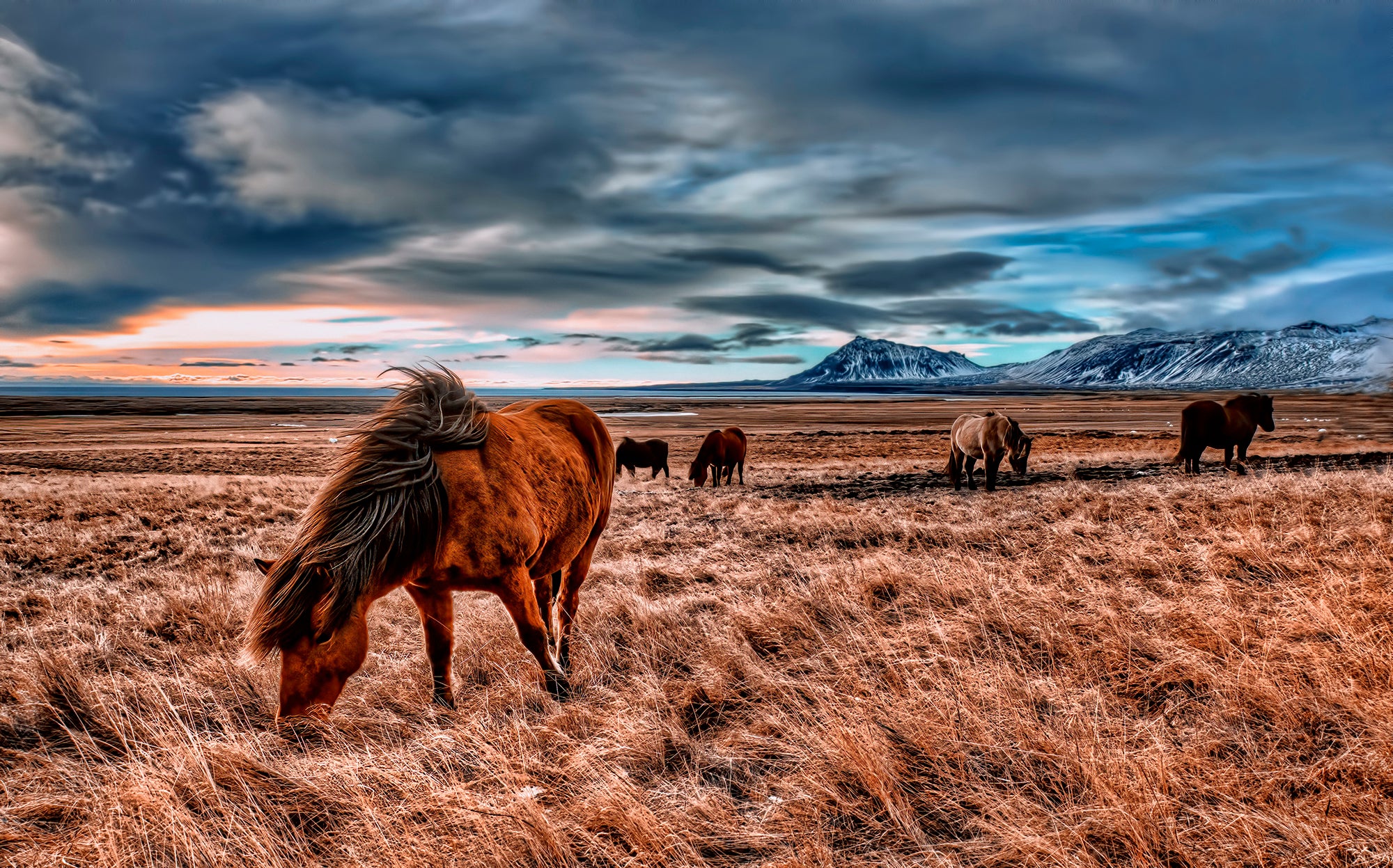 Wild Wind Fields